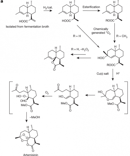 CH391L/S14/Artemisinin - SynBioCyc